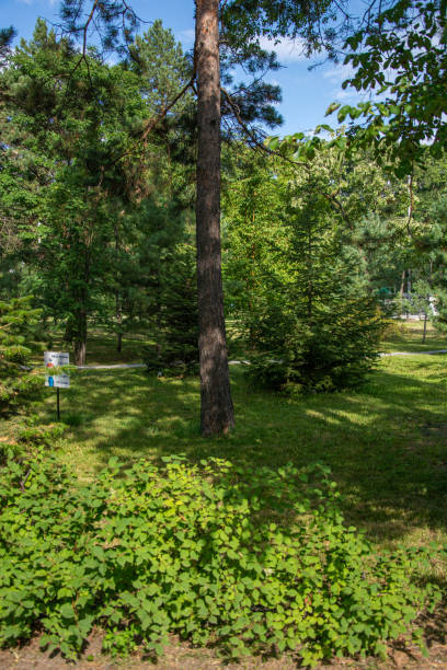 istock Green smooth lawn and trees in the park in summer 1671796015