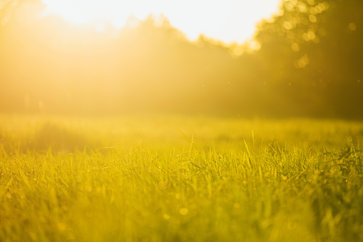 Green grass background.