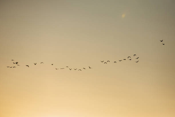 istock Flock of birds in sunset sky. Cormorant 1671808812