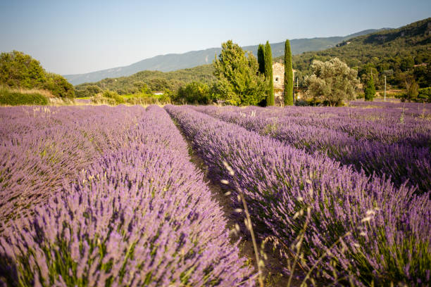 istock Small provencal cabane from a blooming lavender field. 1671810985