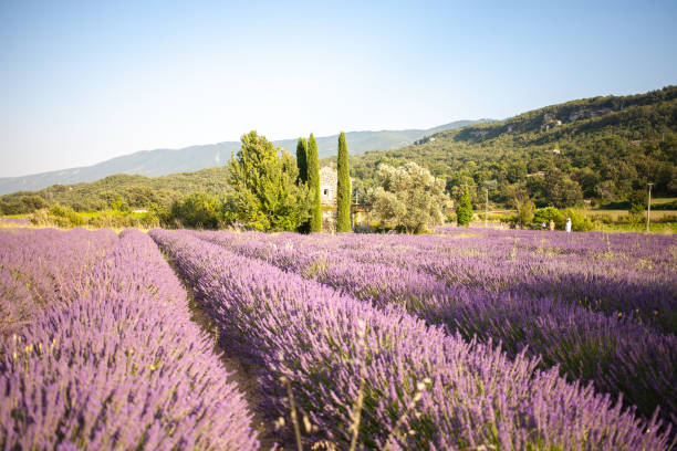 istock Small provencal cabane from a blooming lavender field. 1671812629