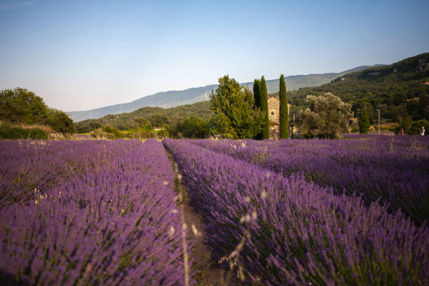istock Small provencal cabane from a blooming lavender field. 1671812632