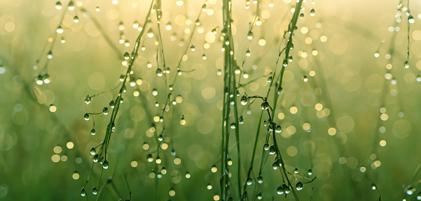 Drops of dew on the top of the grass bokeh water droplets mist 3d illustration
