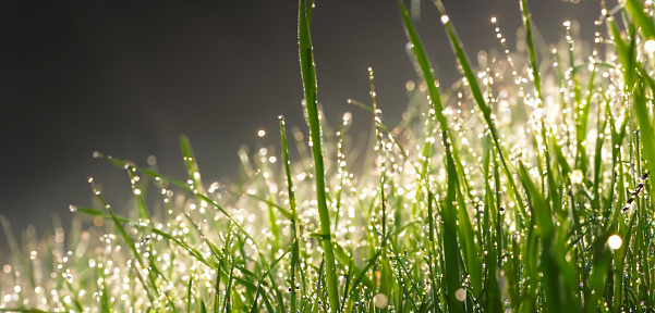 Green grass with water drops after rain.
