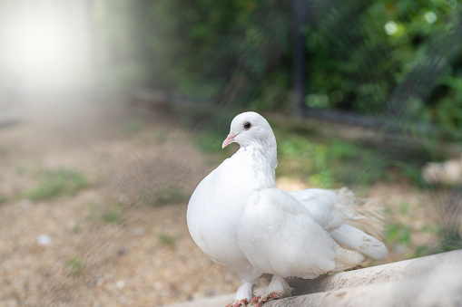 Beautiful white dove on branch looking at camera.