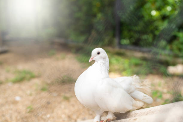 Beautiful white dove on branch looking at camera.