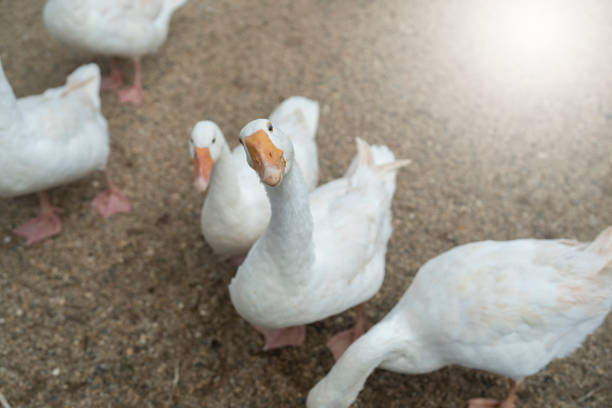 istock Funny white goose on the ground looking at camera. 1671836387