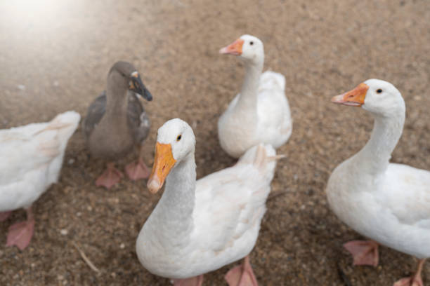 istock Funny white goose on the ground looking at camera. 1671836413