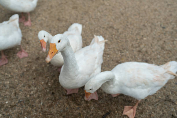 a lot of white geese on a snovy meadow in winter. Portrait.