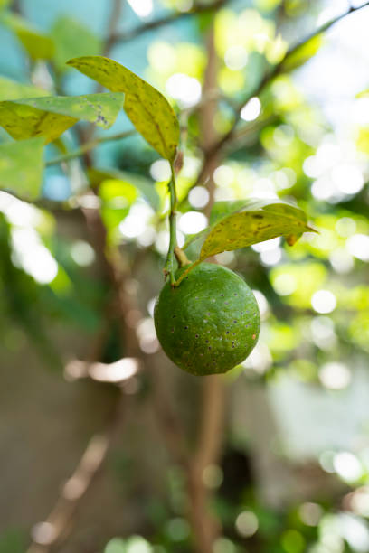 istock Plant and Growing Lemon Trees 1671838796