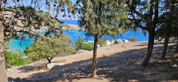 istock The bay from the trees 1671848938