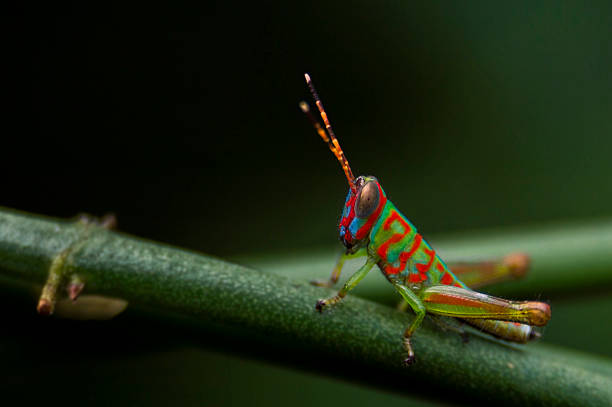 Numerada Grasshoper - fotografia de stock
