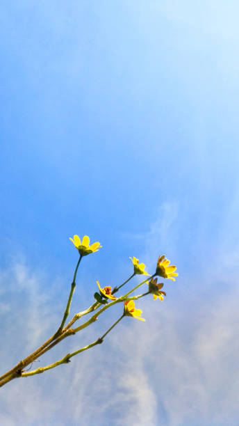 istock Yellow flower with blue sky 1671859755