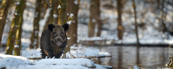Wild pig with snow. Young Wild boar, Sus scrofa, in wintery forest. Wildlife scene from nature