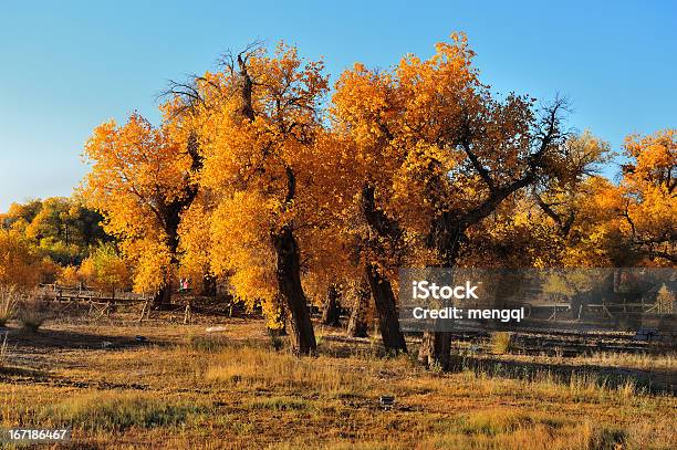 Diversifolious Poplar Foto de stock y más banco de imágenes de Amarillo - Color - Amarillo - Color, Asia, China