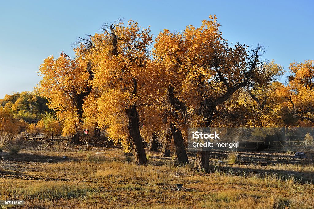 diversifolious poplar - Foto stock royalty-free di Albero