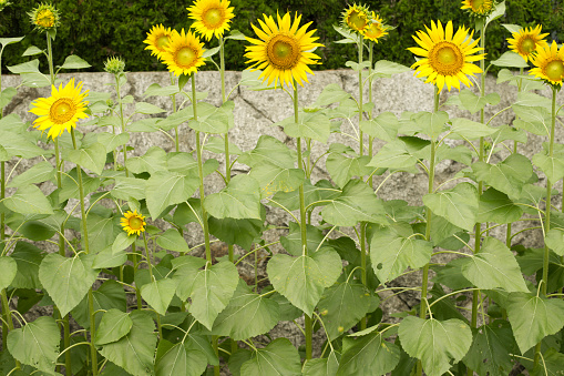 Helianthus annuus common sunflowers in bloon in front of wooden window, big beautiful flowering plant, green stem and foliage