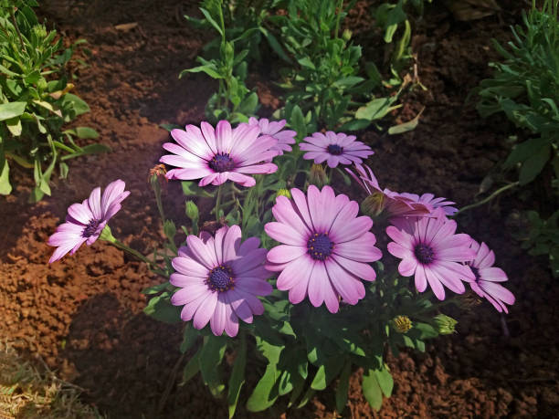 istock Purple African daisy 1671871174