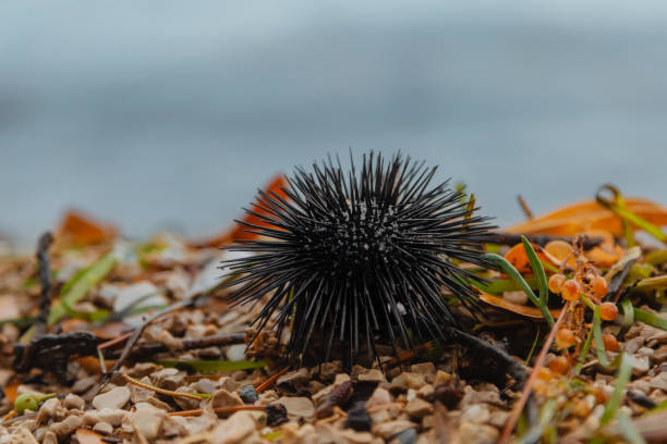 istock A black sea urchin lies on a stone beach 1671873378