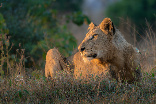 A young sub-adult male lion laying in the golden morning sun, Kruger National Park.
