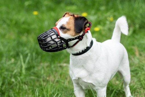 Dog breed Jack Russell Terrier walking  wear muzzle in park. Protection, safety, restriction concept. Pet, domestic animal. Parson Russell Terrier on nature in the grass.