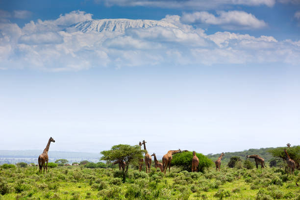 Giraffes eating from acacia trees in Samburu Kenya, East Africa.