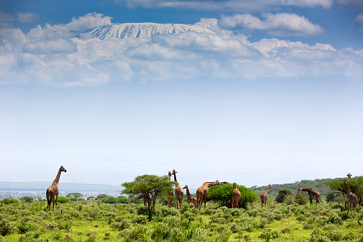 Kilimanjaro and Giraffes