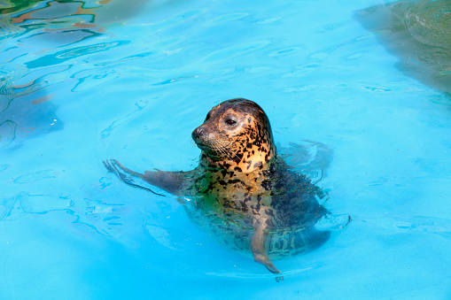 seal in the zoo