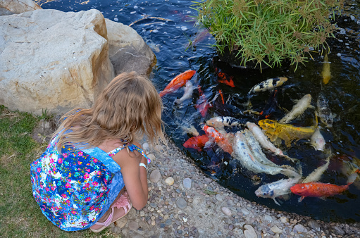 A little girl with white hair 4-6 years old looks into a pond with carp.