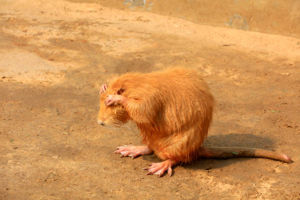 Beavers in the zoo