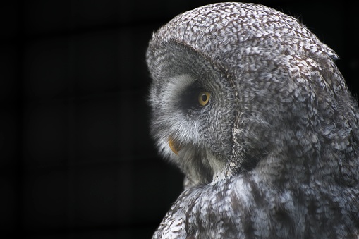 great grey owl (Strix nebulosa)