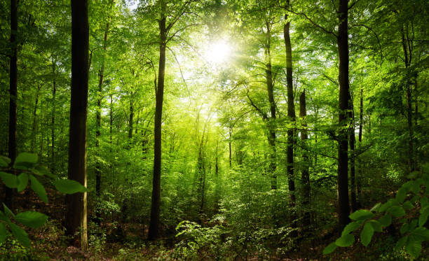 istock Lush green forest with the sun 1671913225