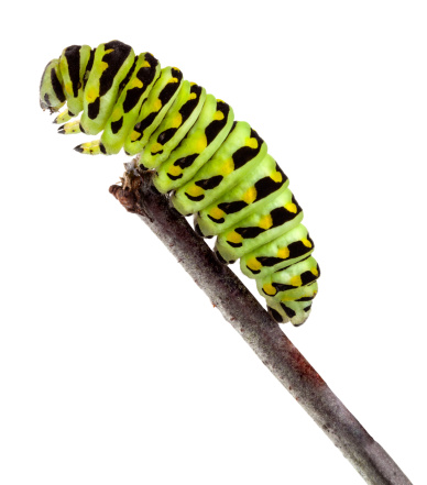 Extreme closeup of a sSwallowtail caterpillar in profile climbing on a stick isolated on white. Photographed in a studio using a Canon 5D MarkII. File retouched, cleaned and color corrected using Photoshop. 20+ years professional retouching experience.