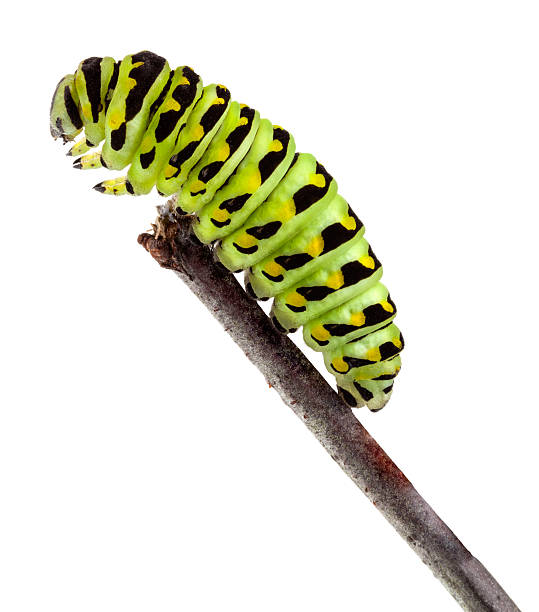 Swallowtail Caterpillar in Profile Isolated Closeup Crawling on Twig Extreme closeup of a sSwallowtail caterpillar in profile climbing on a stick isolated on white. Photographed in a studio using a Canon 5D MarkII. File retouched, cleaned and color corrected using Photoshop. 20+ years professional retouching experience. caterpillar photos stock pictures, royalty-free photos & images