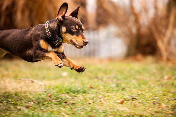Australian Kelpie puppy outside in the yard on the green lawn.