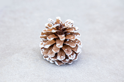 Christmas decoration pine cone isolated on grey background