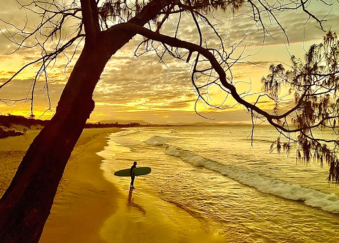 Horzontal seascape of sunset surfet standing on shoreline viewed through coastline tree at Belongil Beach Byron Bay Australia