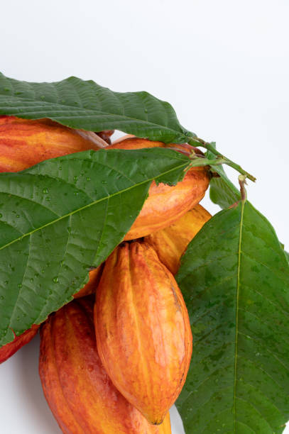 istock Group of cacao pods hidden by leafs 1671943571
