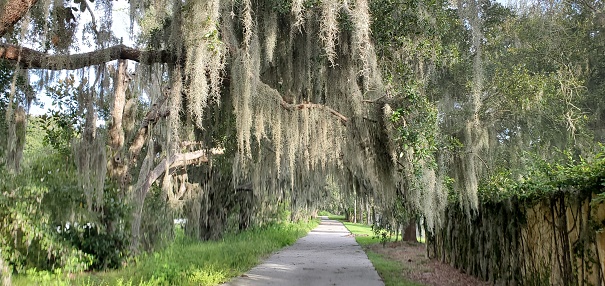 This is a photograph of hanging moss over a Lake Nona neighborhood sidewalk.