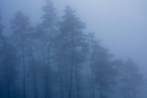 istock Pine tree and the pasture land. 1671957361
