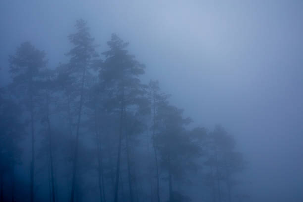 Pine tree and the pasture land.