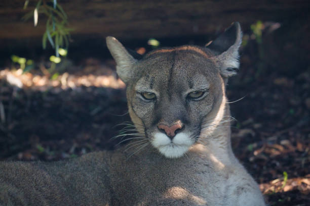 istock Puma concolor in the Paris zoologic park 1671958036