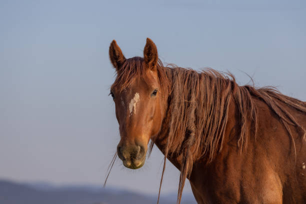 istock Wild Horse in Springtime in the Utah Desert 1671962857