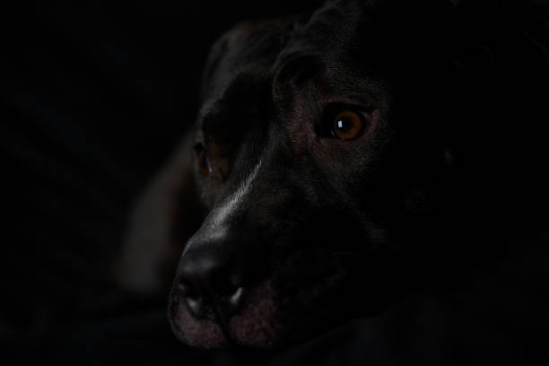 istock American pit bull terrier on dark background. Close up. Copy space. 1671964968