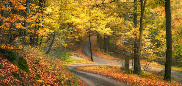istock Woods in autumn, with bending paths crossing 1671966534