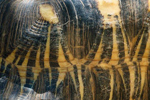 Radiated tortoise shell closeup in the Paris zoologic park, formerly known as the Bois de Vincennes, 12th arrondissement of Paris, which covers an area of 14.5 hectares