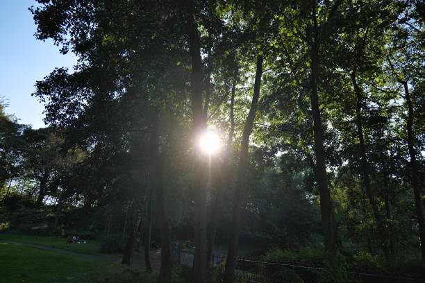 istock Sun peeking through the tress. 1671974296