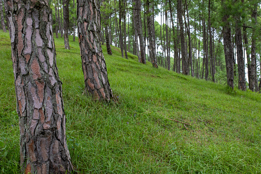 Pine tree and the pasture land, Nepal.