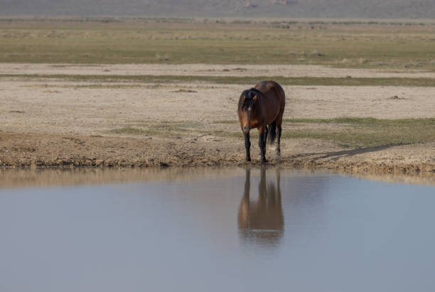 istock Wild Horse in Springtime in the Utah Desert 1671975413