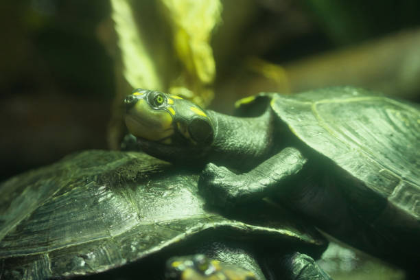 istock Spotted turtles in the Paris zoologic park 1671982333